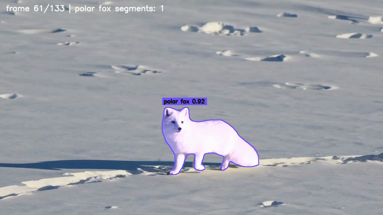 Arctic fox monitoring image